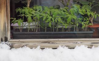 Календарь работ огородника в марте 